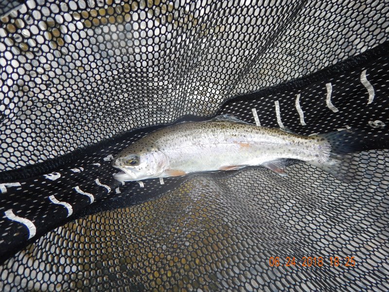 -Kettle Valley-097-.jpg - Yet, there were bunches of fish.